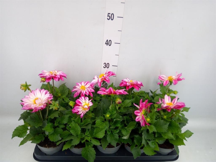 <h4>Dahlia  'Dalina Maxi Cherry Blas'</h4>
