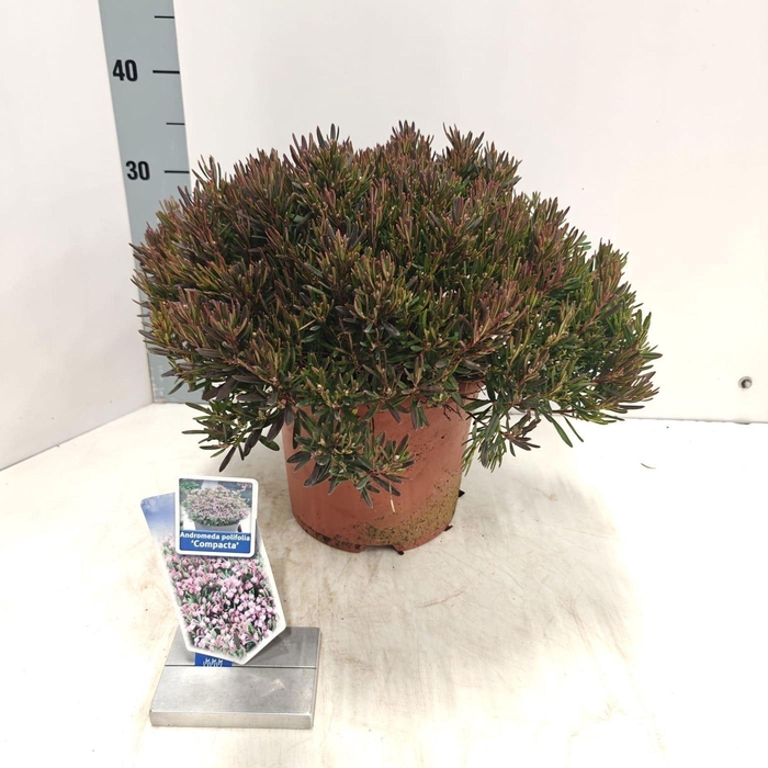 <h4>Andromeda polifolia Compacta</h4>