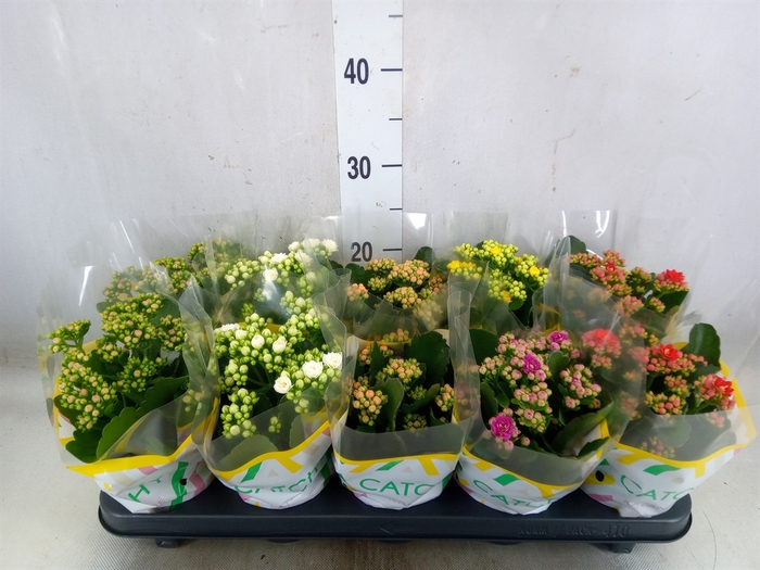 <h4>Kalanchoe blos.   ..rosebud mix  5</h4>