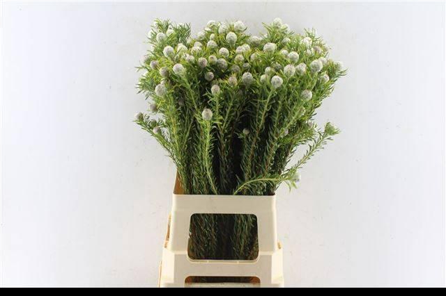 <h4>LEUCAD L JAD PE VERZ</h4>