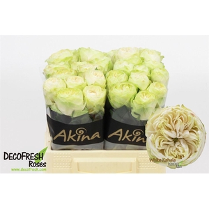 R Gr White Kahala-bb