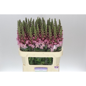 Antir Lavender
