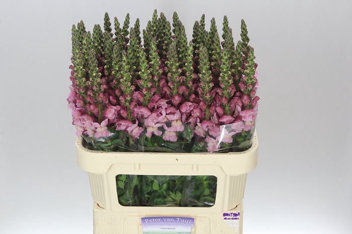<h4>Antir Lavender</h4>
