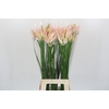 Nerine Bicolor Bionce