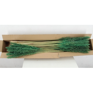 DF Pampas Silvy D.Green