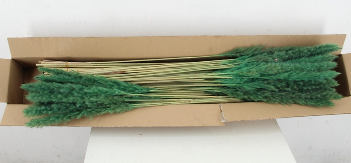 <h4>DF Pampas Silvy D.Green</h4>