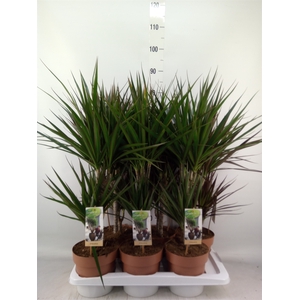 Dracaena   ...mix