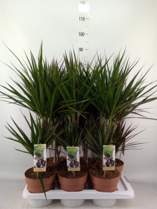 <h4>Dracaena   ...mix</h4>