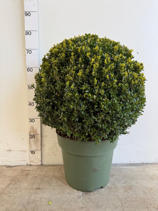 <h4>BUXU SEMPERVIRENS</h4>