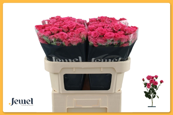 <h4>R TR LOVELY LYDIA</h4>