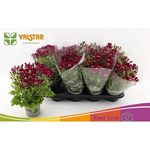 PERICALLIS SENETTI RED P12