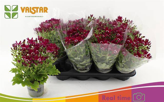 PERICALLIS SENETTI RED P12