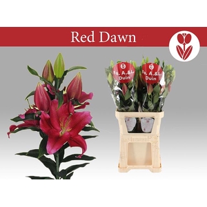 LI OR RED DAWN