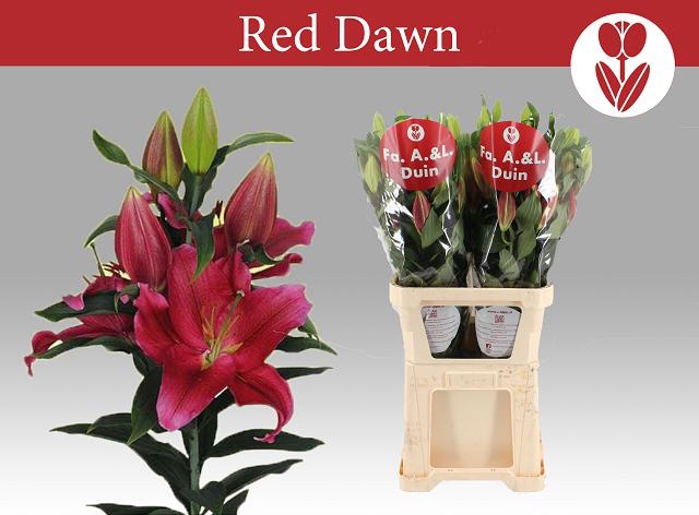 <h4>LI OR RED DAWN</h4>