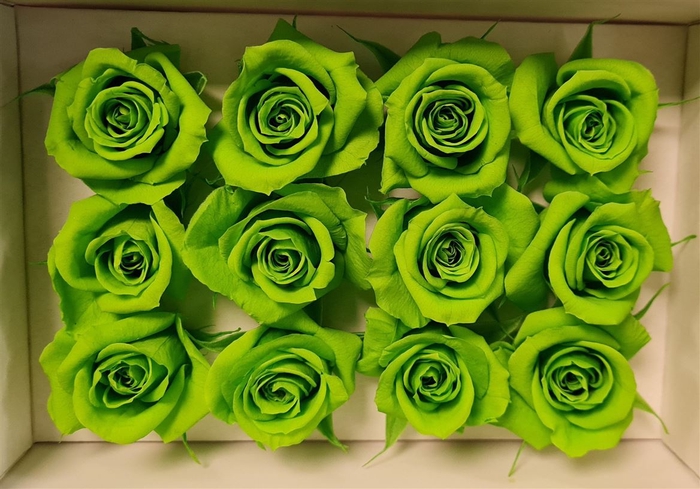 Ro Pres Mini Green Lime