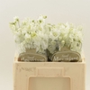 Delphinium Impressive White