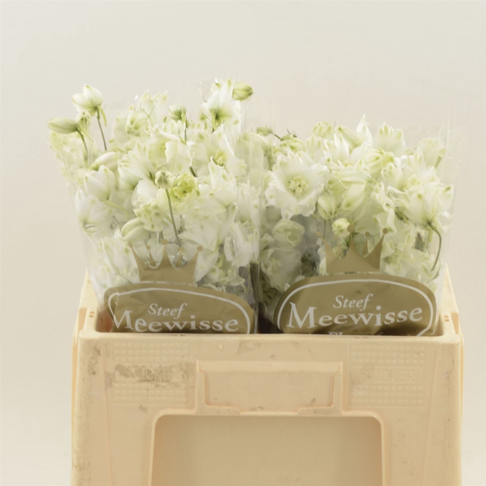 Delphinium Impressive White