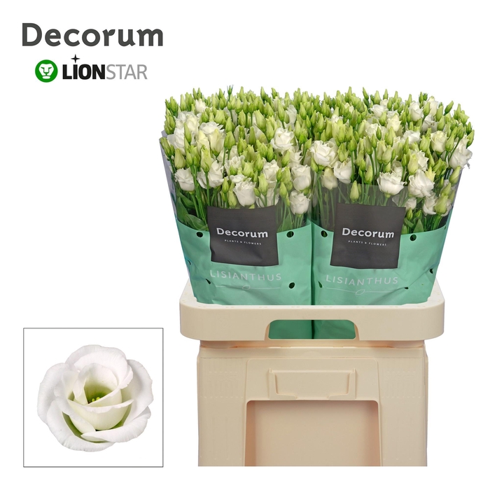 <h4>EUS G ROSI  WHITE</h4>