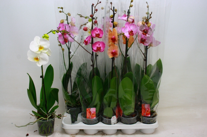 <h4>PHAL GEM</h4>