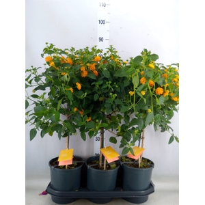 Lantana camara 'Simon Orange'