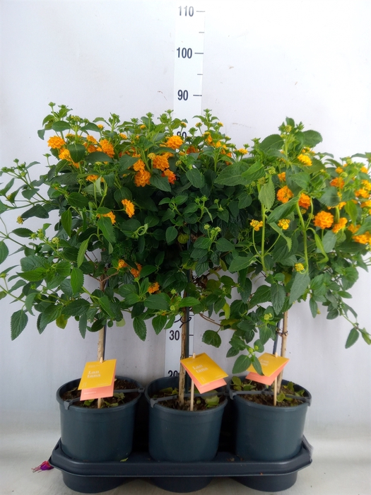 <h4>Lantana camara 'Simon Orange'</h4>