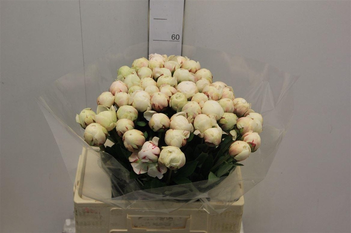 <h4>Paeo L Odile</h4>