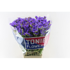 Lim S Crystal Dark Blue