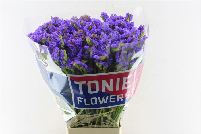 <h4>Lim S Crystal Dark Blue</h4>