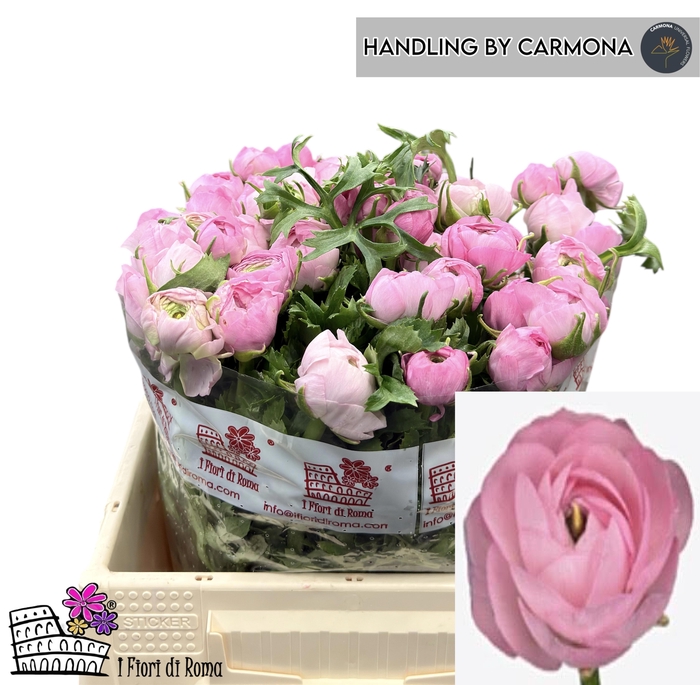 <h4>RAN AM MARSHMALLOW</h4>