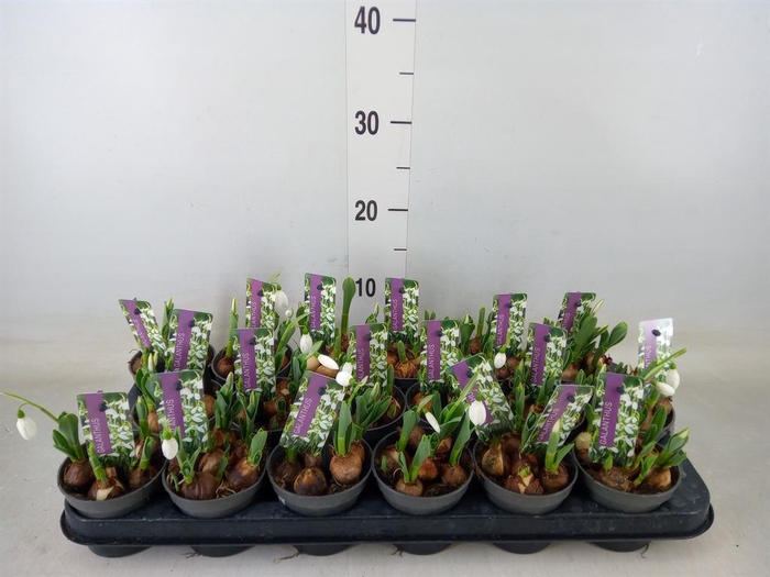 <h4>Muscari 'Atlantic'</h4>