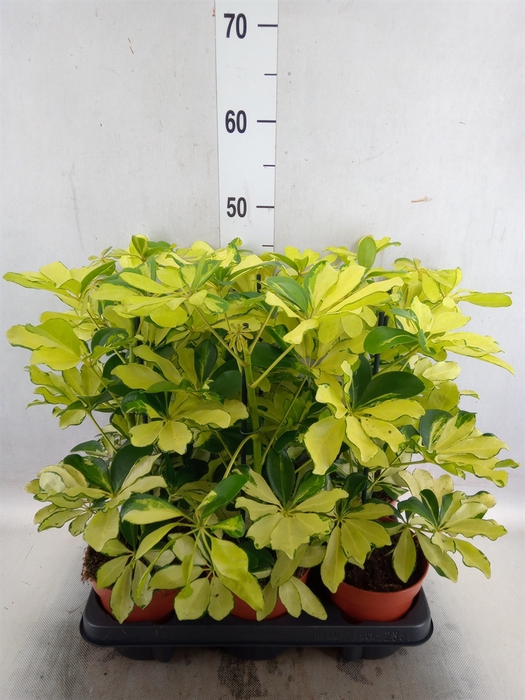 <h4>Schefflera arbor. 'Melanie'</h4>