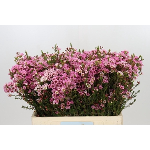 Chamelaucium Sarah's Delight