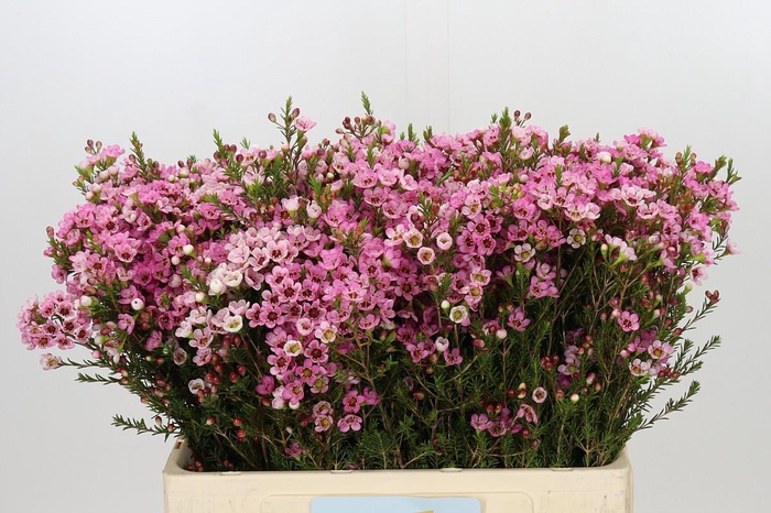 <h4>Chamelaucium Sarah's Delight</h4>