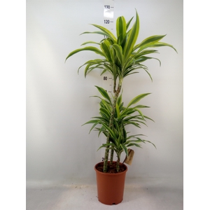Dracaena fr de 'LemonLime'