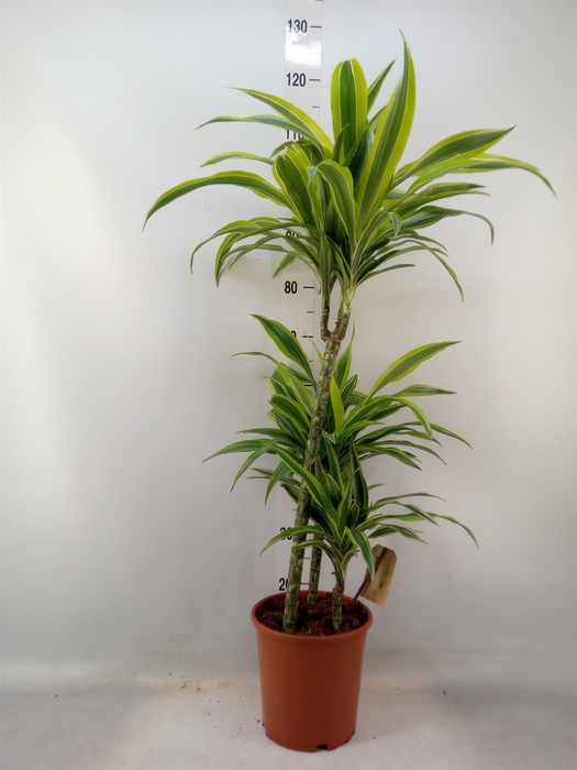 <h4>Dracaena fr de 'LemonLime'</h4>