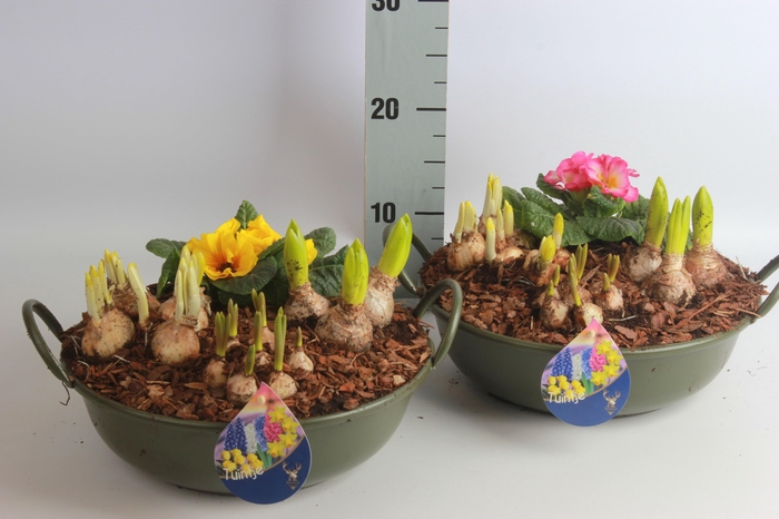 <h4>ARR BOL KNOLGEWAS</h4>