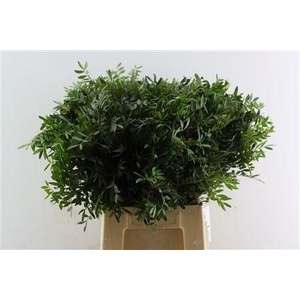 PISTA OV BLAD