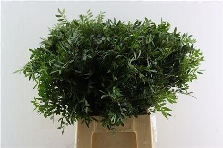 <h4>PISTA OV BLAD</h4>