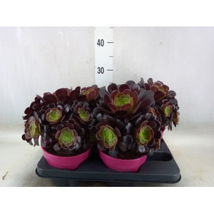 Aeonium arboreum 'Velours'