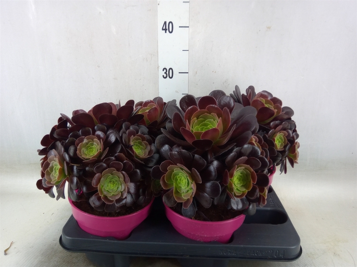 <h4>Aeonium arboreum 'Velours'</h4>
