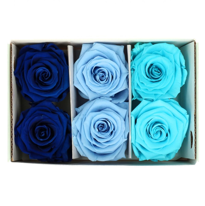 <h4>Preserved Rose 6cm</h4>