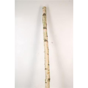 Birch Tree Per Piece 5/10cm