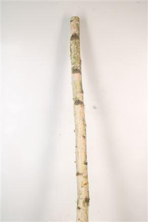 <h4>Birch Tree Per Piece 5/10cm</h4>