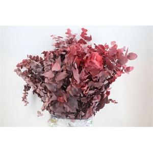 Pres Euca Stuartiana Red P Bunch