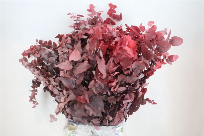 <h4>Pres Euca Stuartiana Red P Bunch</h4>