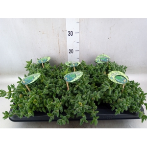 Delosperma echinatum