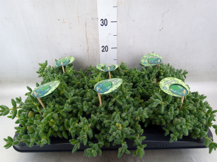 <h4>Delosperma echinatum</h4>