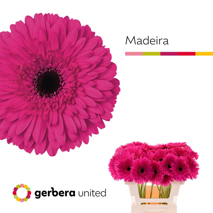 <h4>Gerbera Madeira Water x40</h4>