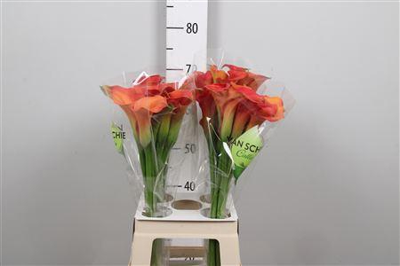 <h4>Zant Sunset Passion</h4>