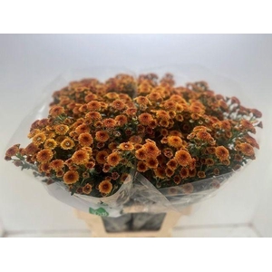 CHR SAN CALIM ORANGE